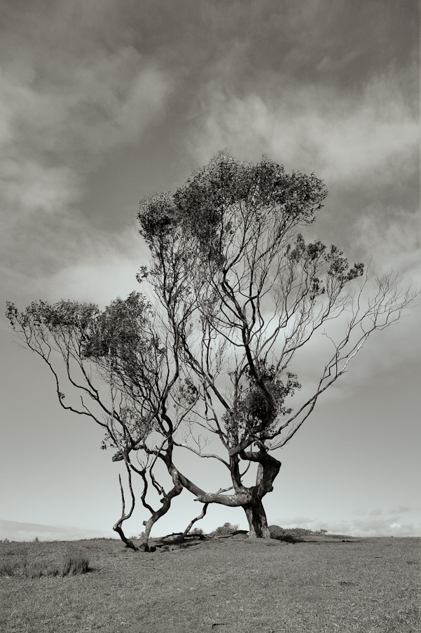 A tree on the Point Reys Estaro Trail