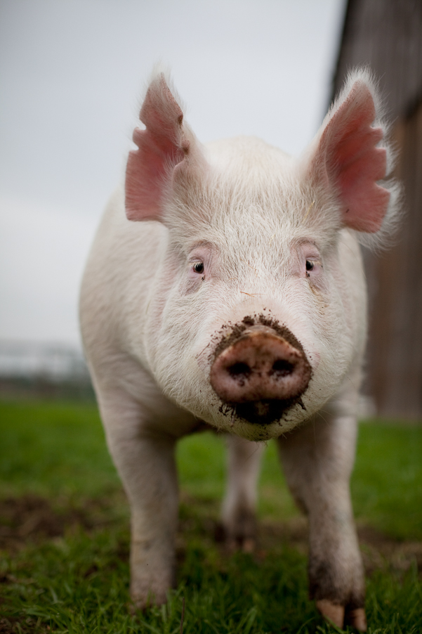 Piggie the pig.   Who named this pig ?