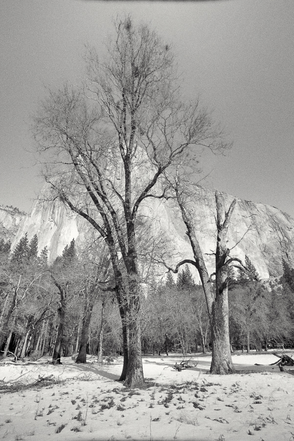 Some trees in the snow, blocking the view of El Capitan in Yosemite Valley, California