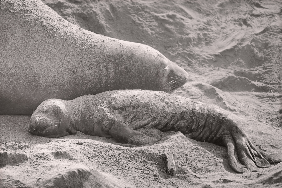 Elephant Seals at San Simeon, California