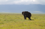 Ngorongoro