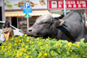 The cows in Sai Kung made a strong statement in protest of the urban development of their pastures, by going Butcher King on their own accord.