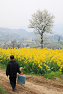 YaoJiu walking his HuaMei Niao (Chinese Melodious Laughingthrush) past a field of YouCaiHua ( rapeseed )