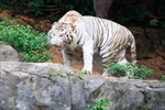 A white tiger in the drive through animal park