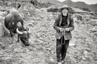 JinSha / This cow will have a baby in late May.