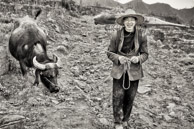 JinSha / This cow will have a baby in late May.