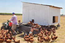 Julyl 2013 - Islote Chickens