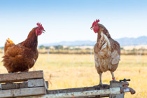 Islote Farms / Chickens Range Free