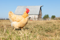 Islote Farms / Chickens Range Free