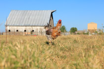 Islote Farms / Chickens Range Free