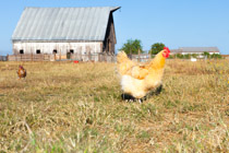 Islote Farms / Chickens Range Free