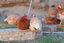 Islote Farms / Chickens Range Free