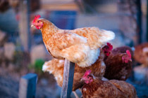 Islote Farms / Chickens Range Free