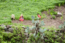 Barrancas Del Cobre / Canyon living