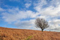 Wales —  not the fish