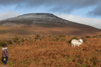 Wales —  not the fish