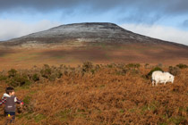 Wales —  not the fish