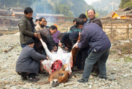 A tough day at work for a cow.    A cow and a chicken are sacrificed each year to appease ghosts and avert fires in this village of pine-wood houses.