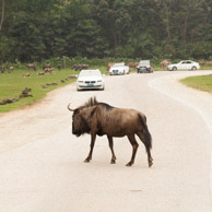 Chang Long Wild Animal Park, PanYu, China