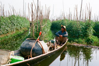 Fertilizing a floating tomato farm.    Floating farms are far into the lake and, built on a floating mat of grass under a bed of soil, rise up and down with the water in the dry and wet season.   (35mm Kodak Ektar 100)