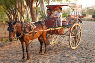 CunCun and his horse, MoMo pick us up at our hotel at 6am each day and take us around Bagan (5d)