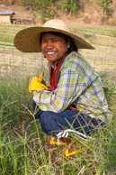 Burma, Shan Hills, farm worker pulling weeds on the Aythaya Vineyard in April ( after the Grape Harvest which in in March ) (5d)