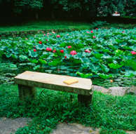 Lotus pond at DangXiao (Fujichrome Velvia 50)