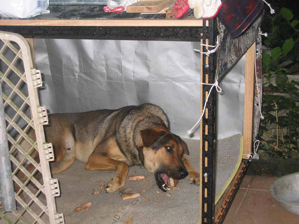 Ah Cai ( Photo taken by Brian )