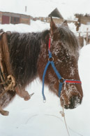 Our horse at HeMu (M2 Portra 800)