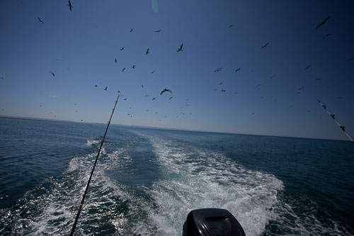 San Jose camping
 Hero