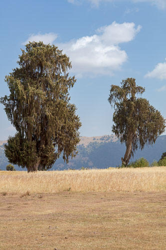 Ethiopia_3128i.jpg