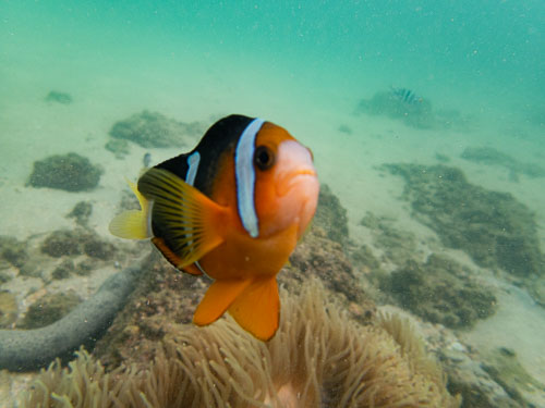 August 2020, Sharp Island