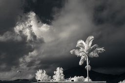 Hing Keng Shek, Tree