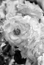 Acros_1_2361.jpg
