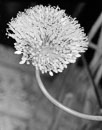Acros_1_2373.jpg