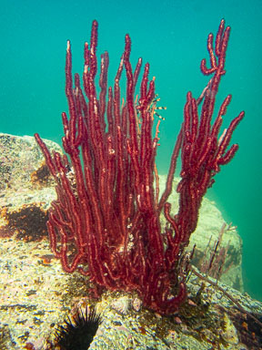 2021 South Ninepin Island