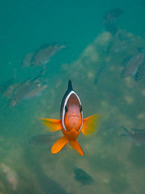 2021 Wang Chau Island